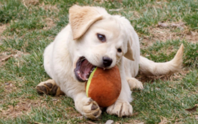 5 REASONS TO FEED YOUR LAB RAW DIET