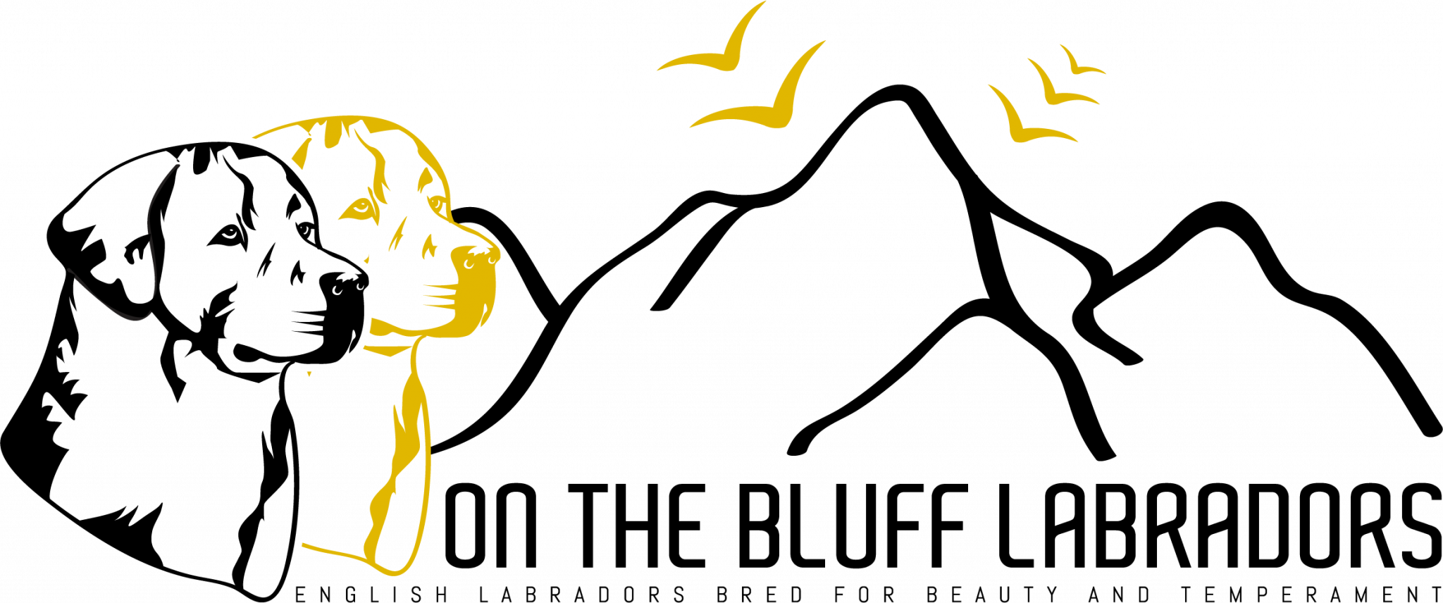 On The Bluff Labradors On The Bluff Labradors