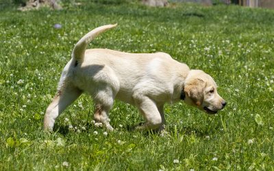 HOW TO PREVENT FLEAS & TICKS NATURALLY