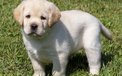 THREE WAYS TO TRACK YOUR DOG’S LOCATION