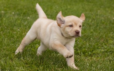 TRANSITIONING YOUR PUP TO THEIR NEW HOME