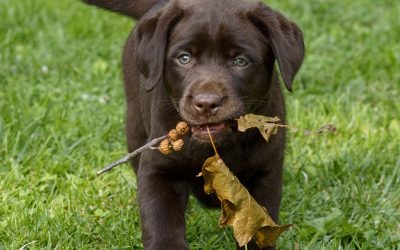 OPTIONS FOR FEEDING YOUR LAB FRESH FOOD