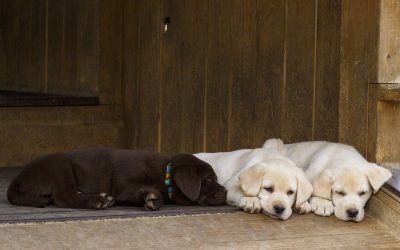 THE HISTORY OF THE ENGLISH LABRADOR