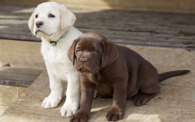 HOW TO TREAT EAR INFECTIONS NATURALLY